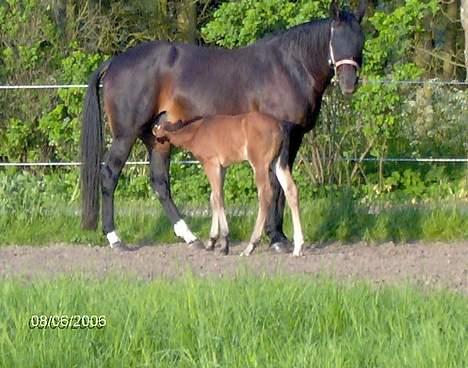 Oldenborg Kildegårds Fidelius billede 12