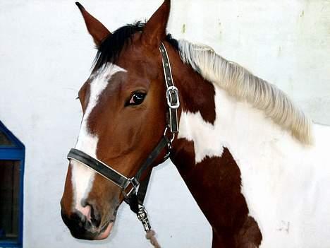 Pinto Kenya Barlee *Aflivet* - Kenya som næsten falder i et med muren:D billede 1