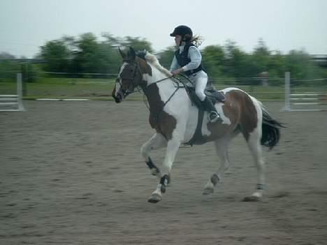 Pinto Kenya Barlee *Aflivet* - Kenya med den tidliger ejers datter, Zelina billede 3