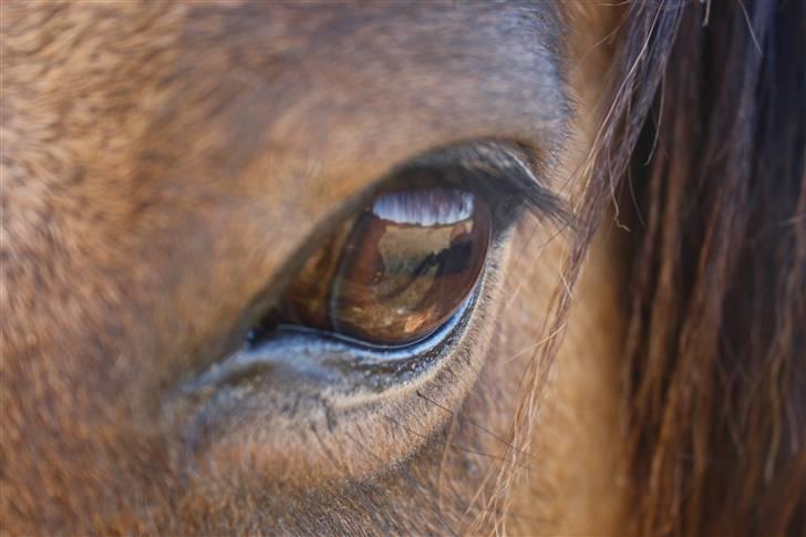 Islænder PRINS af ELLINGE MARK - " your eye is full of wisdom "   Foto: Lykke <3 billede 3