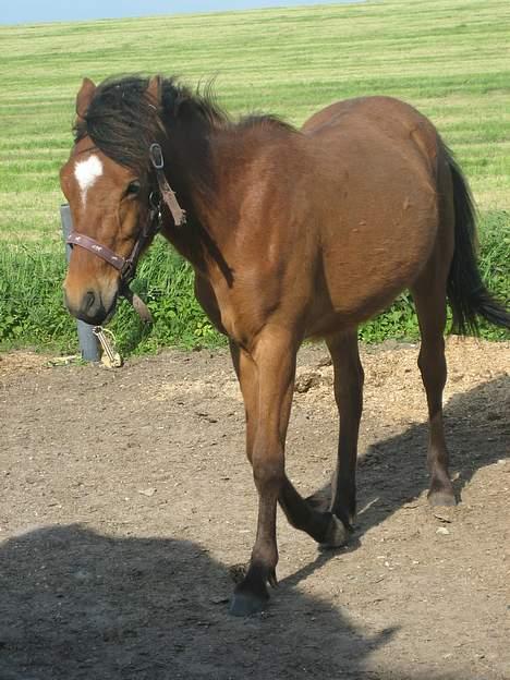 New Forest Flintedales Extreme billede 8