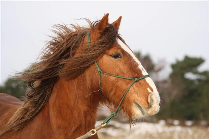 Irish Cob SPIRIT - rauw! xD min hest leger model tihi <3 Foto: Lykke billede 9