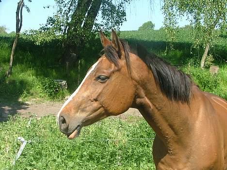 Dansk Varmblod Raphiella Scarlet - sommer 2006 billede 9