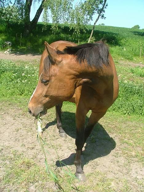 Dansk Varmblod Raphiella Scarlet - sommer 2006 billede 10