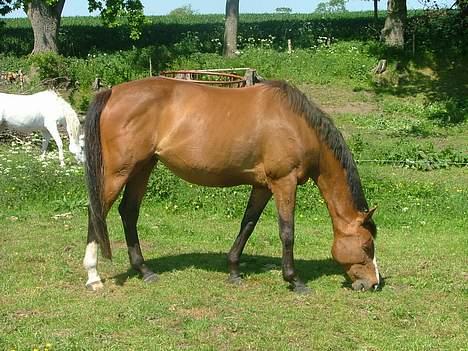 Dansk Varmblod Raphiella Scarlet - sommer 2006 billede 11