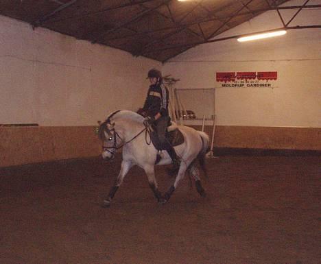 Fjordhest Birkens Morel billede 11