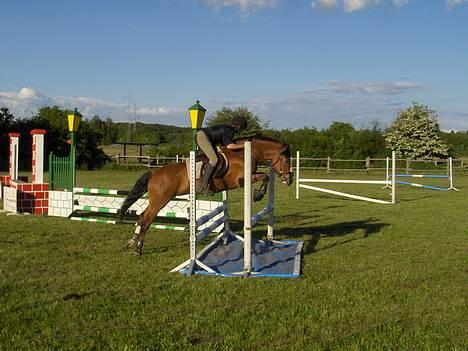 New Forest Firfod Fricazt - Det går bare der ud af<3 billede 1