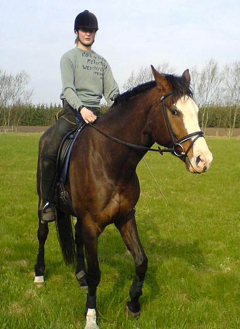 Dansk Varmblod Hector H.  - Opvarmning begynder... billede 11