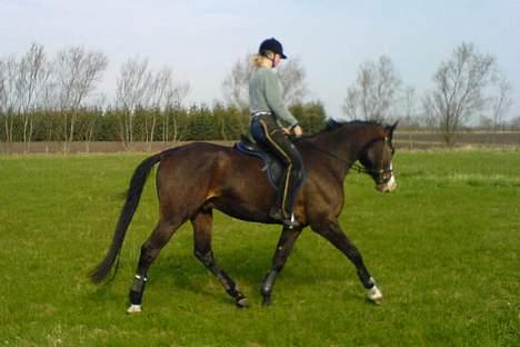 Dansk Varmblod Hector H.  - Trav - maj 2006 billede 12