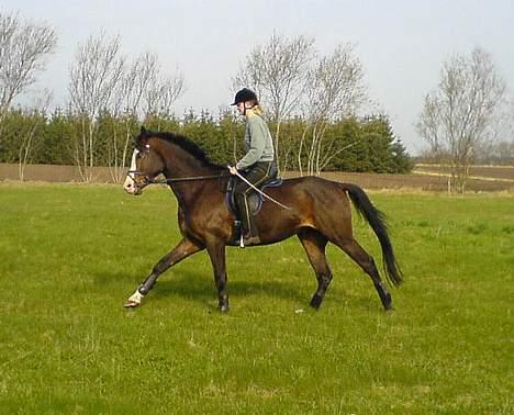 Dansk Varmblod Hector H.  - Galop - maj 2006 billede 13