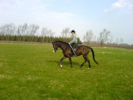 Dansk Varmblod Hector H.  - Traven-rundt billede 14