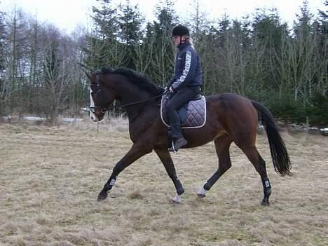 Dansk Varmblod Hector H.  - Trav - april 2006 billede 15