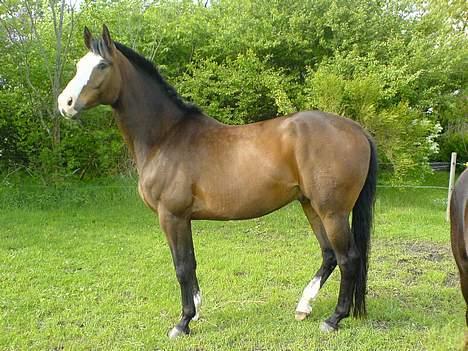 Dansk Varmblod Hector H.  - Brat opbremsning - noget farligt anes længere fremme... billede 16