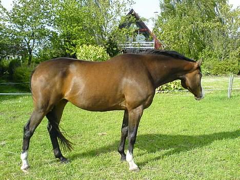Dansk Varmblod Hector H.  - Ehj, jeg kigger lige væk.. billede 17