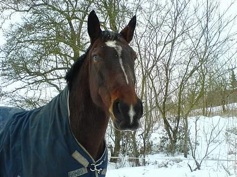 Oldenborg Rambo - ´Den-gamle´ - januar 2006 billede 10