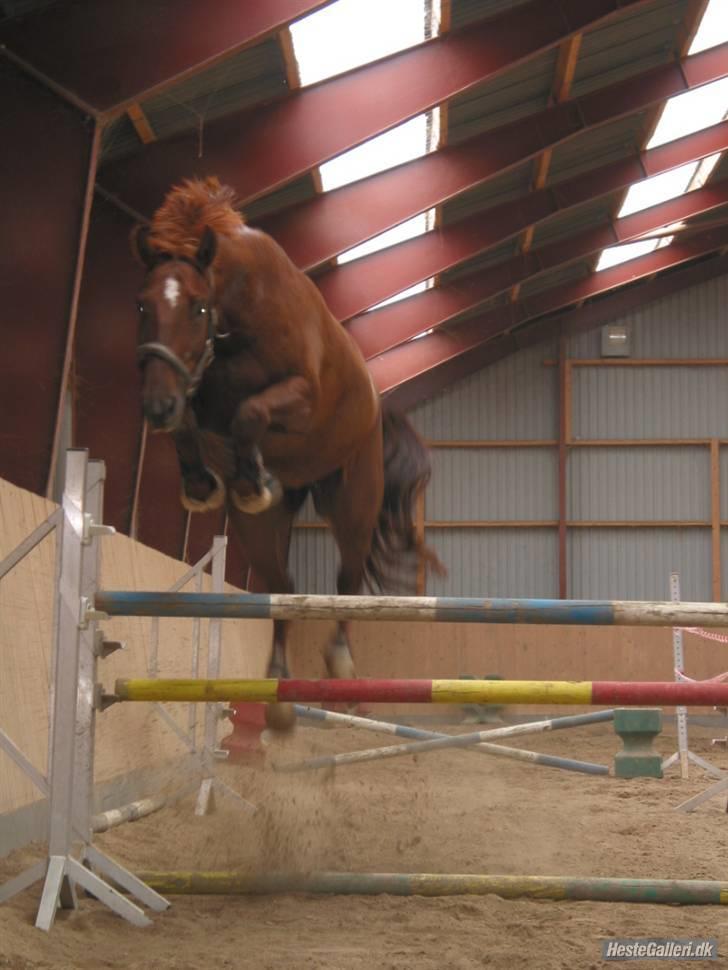 Dansk Varmblod Chameur - Foto: Maria Fisker, løsspringning billede 8