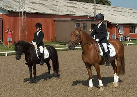 Welsh Cob (sec D) Rudi - SOLGT - her får vi en 2 plads i kongsvad rideklub billede 14