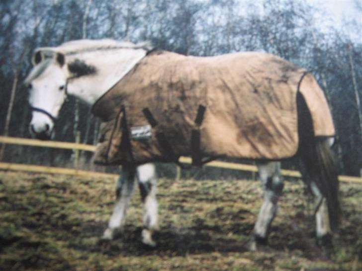 Connemara Jolly Jumper *SOLGT* - Beskidte Jolly altså :b billede 17