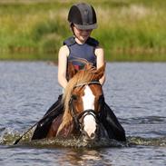 Welsh Pony af Cob-type (sec C) Gribsvads Lady Dee<3 snusken<3<3