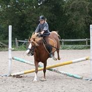 Welsh Pony af Cob-type (sec C) Gribsvads Lady Dee<3 snusken<3<3