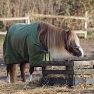 Welsh Pony af Cob-type (sec C) Gribsvads Lady Dee<3 snusken<3<3