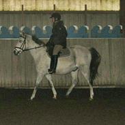 Anden særlig race Cæcar