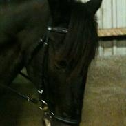 Anden særlig race Valdemar Graf