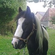 Irish Cob Pfuff (Gammel Part)