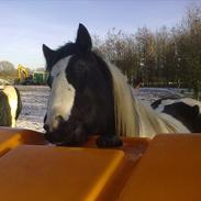 Irish Cob Pfuff (Gammel Part)