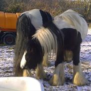 Irish Cob Pfuff (Gammel Part)