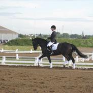 Dansk Varmblod Skovlunds De Nice