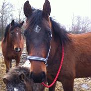 Dansk Varmblod Ungfelts Zar-rubin