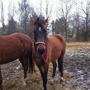 Dansk Varmblod Ungfelts Zar-rubin