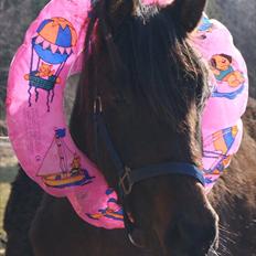 Sportsaraber (A) Twilight Takhises