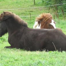 Islænder Garpur fra Ny-Nørregård