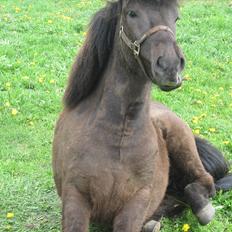Islænder Garpur fra Ny-Nørregård