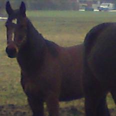 Traver Jet Mac Laid *RIP* 23-1-2012