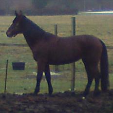 Traver Jet Mac Laid *RIP* 23-1-2012