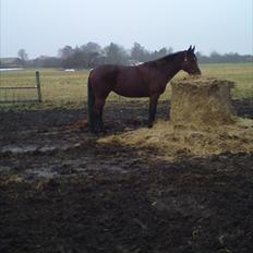 Traver Jet Mac Laid *RIP* 23-1-2012