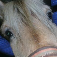 Fjordhest Mona (solgt)