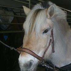 Fjordhest Mona (solgt)
