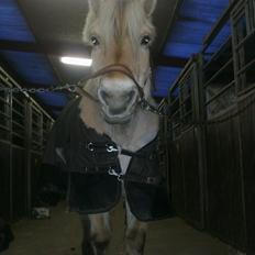 Fjordhest Mona (solgt)