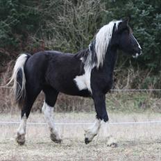 Barockpinto Zafira (Isabell)