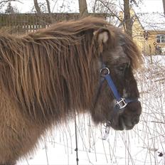 Islænder Siggi <3 R.I.P.  :(