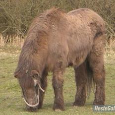 Islænder Siggi <3 R.I.P.  :(