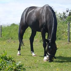 Anden særlig race Strandgårdens Kosmo