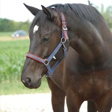 Anden særlig race Strandgårdens Kosmo
