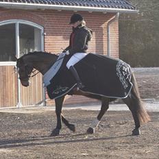 Dansk Varmblod Star-girl Enshøj