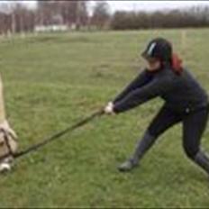 Fjordhest Maggi -solgt