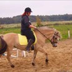 Fjordhest Maggi -solgt